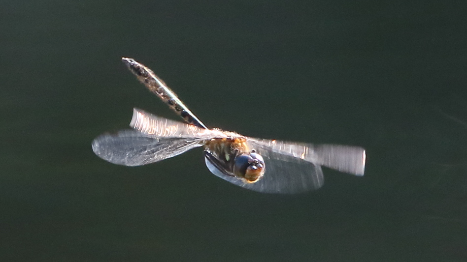 J17_4190 Hemicordulia armstrongi male.JPG